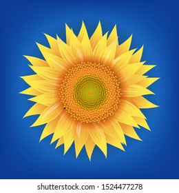 Sunflowers Flower With Blue Background With Gradient Mesh, Vector Illustration