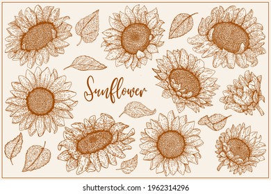 Sunflowers flowers set. Organic food, vector doodle hand drawn sketch style illustrations collection isolated. Botanical illustration for packaging, menu cards, posters, prints.