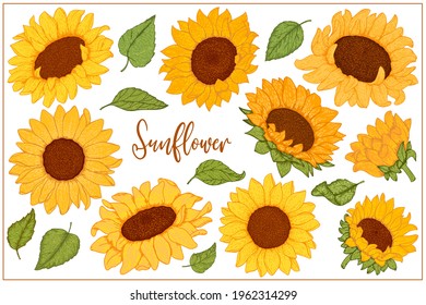 Sunflowers flowers set. Organic food, vector doodle hand drawn sketch style illustrations collection isolated. Botanical illustration for packaging, menu cards, posters, prints.