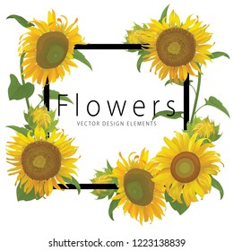 Sunflowers frame with leaf on white background. Vector set of blooming floral for holiday invitations, greeting card and fashion design.