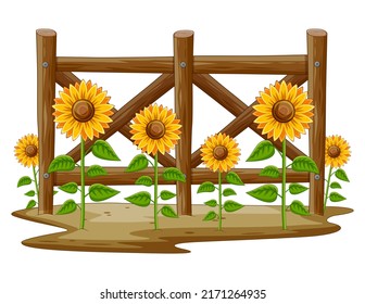 Sunflowers in the Garden with Wooden fence 