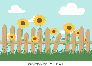Sunflowers in the garden and a wooden fence. Beautiful sunflowers, fence and green grass against the blue sky and clouds. Vector illustration of a garden with sunflowers near a fence.