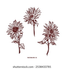 Sunflowers graphics isolated. Hand drawn vector illustration of flowers. For birthday cards, invitations, banners, posters, labels.