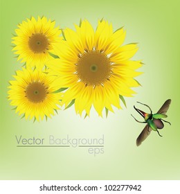 sunflowers green bug vector
