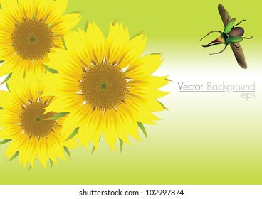 sunflowers green bug vector