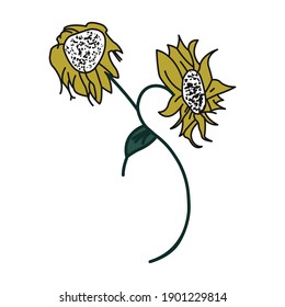 Sunflowers with green leave isolated on white background vector illustration.