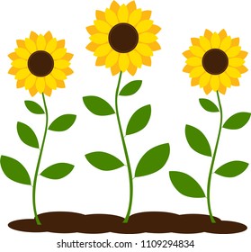 Sunflowers with green leaves in flat style isolated. Vector Illustration