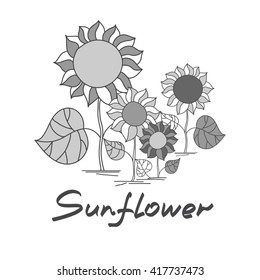 Sunflowers and green leaves, vector illustration
