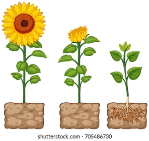 Sunflowers growing from the ground illustration