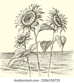 Sunflowers growing wildly on sea shore vector hand drawing