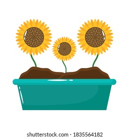 sunflowers growth plant flat style icon vector illustration design