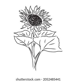 Sunflowers Hand drawn sketches of sunflowers. sunflower vector