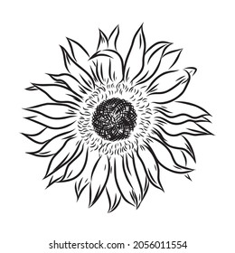 Sunflowers Hand drawn sketches of sunflowers. sunflower vector