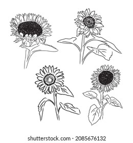 Sunflowers Hand drawn sketches of sunflowers. sunflower vector