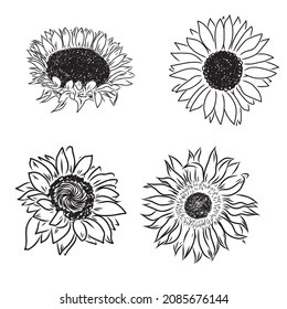 Sunflowers Hand drawn sketches of sunflowers. sunflower vector