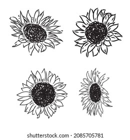 Sunflowers Hand drawn sketches of sunflowers. sunflower vector