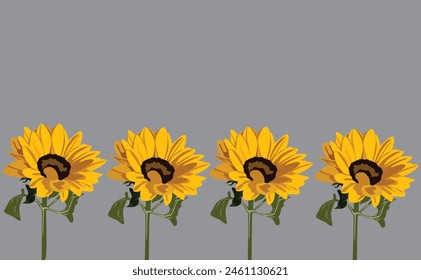 Sunflowers isolated on a gray background