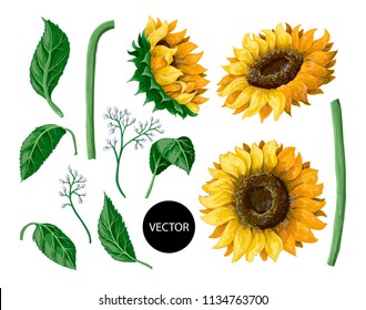 Sunflowers isolated on a white background. Vector illustration.