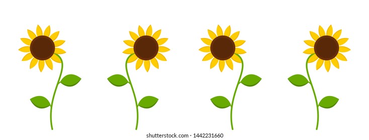 Sunflowers isolated on white background. Floral, summer design. Vector illustration.