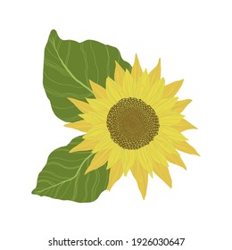 Sunflowers isolated on a white background. Vector illustration of yellow flower in cartoons style.