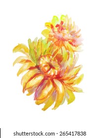 Sunflowers isolated on white background