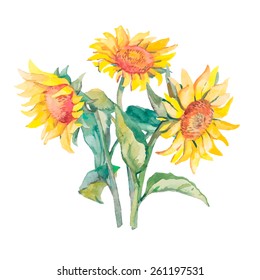 Sunflowers isolated. Watercolor,vector.