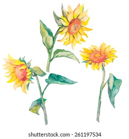 Sunflowers isolated. Watercolor,vector.