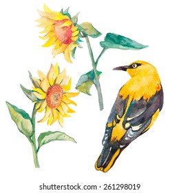 Sunflowers isolated.Oriole isolated on white background. With exotic bird. Vector. Watercolor.