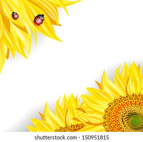 Sunflowers and ladybirds on white