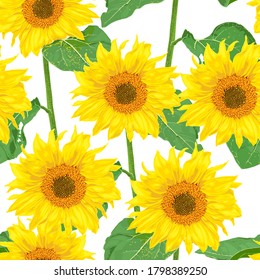 Sunflowers with leaves on a white background. Seamless vector pattern.