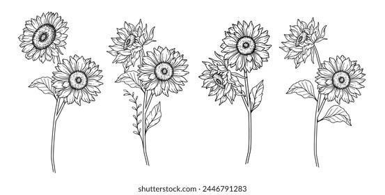 Girasoles Línea de Arte, Línea Fina Girasoles Dibujado A Mano Ilustración. Ilustración de girasoles de línea fina. Floral Line Art. Gráficos de girasoles en blanco y negro