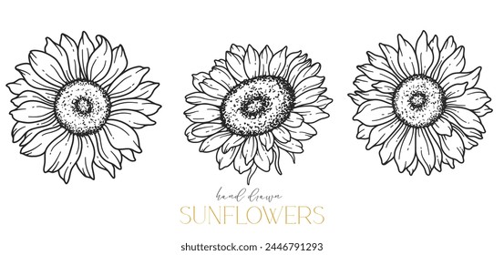 Sonnenblumen Linie Kunst, feine Linie Sonnenblumen handgezeichnete Illustration. In: Fine Line Sunflowers Illustration. Floral Line Art. Schwarze und weiße Sonnenblumen Grafiken