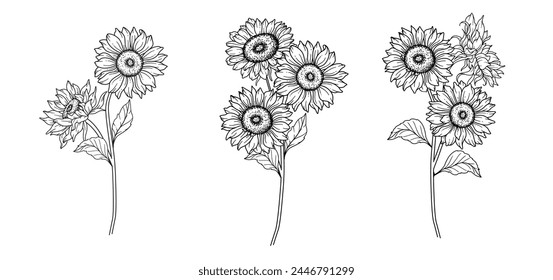 Girasoles Línea de Arte, Línea Fina Girasoles Dibujado A Mano Ilustración. Ilustración de girasoles de línea fina. Floral Line Art. Gráficos de girasoles en blanco y negro