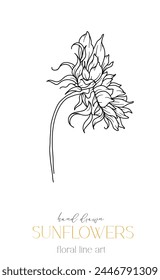 Girasoles Línea de Arte, Línea Fina Girasoles Dibujado A Mano Ilustración. Ilustración de girasoles de línea fina. Floral Line Art. Gráficos de girasoles en blanco y negro