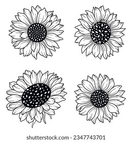 Ilustración Dibujada A Mano De Los Sunflower Line Art, De Los Buques De Girasol De Línea Fina. Colorear página con SunFlowers. 