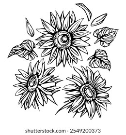 Sunflowers Line Art, Fine Line Sunflower Bouquets Hand Drawn Illustration. Coloring Page with SunFlowers.