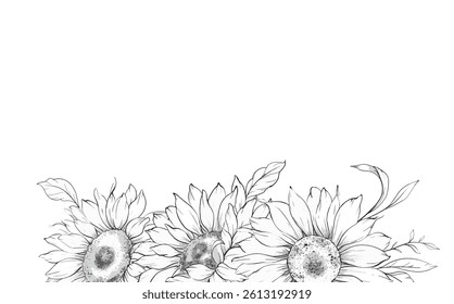 Sunflowers Line Drawing. Outline Sunflowers illustration. Hand Drawn Sunflowers background. Botanical Monochrome Floral Art. Sunflower Wedding
