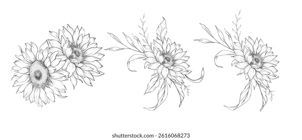 Sunflowers Line Drawing. Outline Sunflowers illustration. Hand Drawn Sunflowers background. Botanical Monochrome Floral Art. Sunflower Wedding