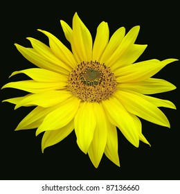 sunflowers on a black background