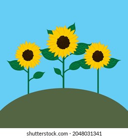 Sunflowers on the hill. Blue background. Countryside nature art. Farm landscape..Vector illustration. Stock image. 