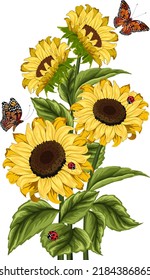 Sunflowers on a transparent background.Vector illustration with a bouquet of sunflowers and butterflies on a transparent background.