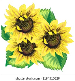 Sunflowers on white background