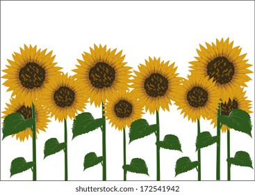 sunflowers on a white background