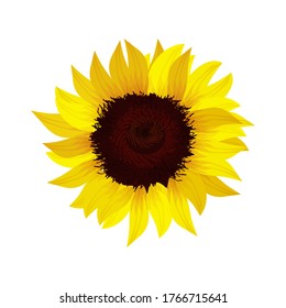 Sunflowers on a white background. vector illustration