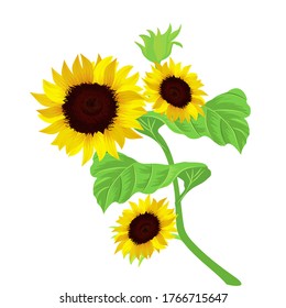 Los girasoles con fondo blanco. ilustración vectorial