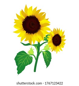 Los girasoles con fondo blanco. ilustración vectorial