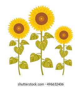 Sunflowers on a white background. Vector illustration.