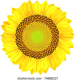 Sunflowers on a white background. Vector illustration.