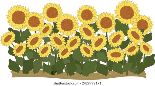 sunflowers plant field  clipart hand drawn element vector illustration for decorate invitation greeting birthday party celebration wedding card poster banner textile wallpaper paper wrap background