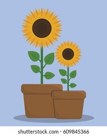 sunflowers in a pot. colorful design. vector illustration